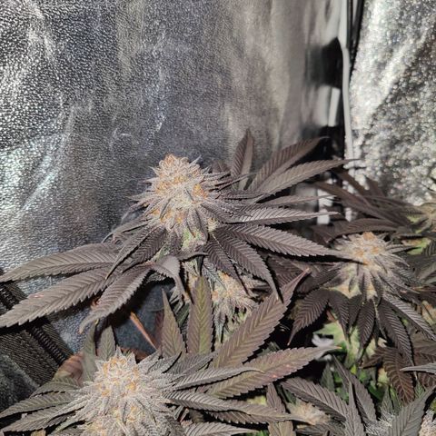 Kleine Queen growlog timeline photo