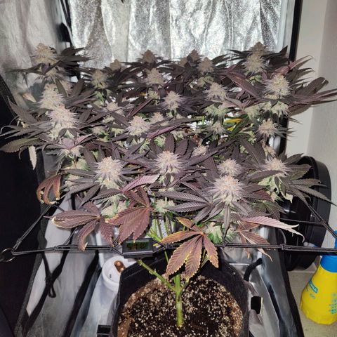 Kleine Queen growlog timeline photo