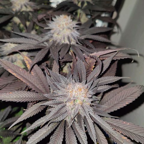 Kleine Queen growlog timeline photo