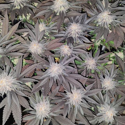 Kleine Queen growlog timeline photo