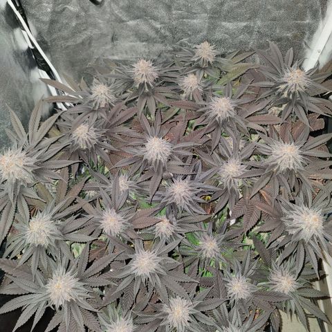 Kleine Queen growlog timeline photo