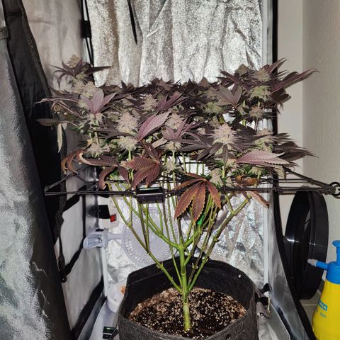 Kleine Queen growlog timeline photo