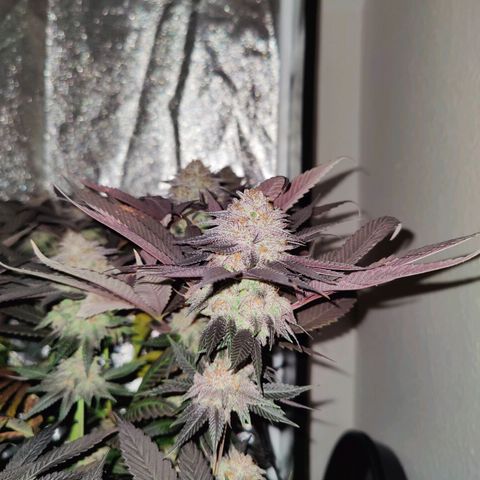 Kleine Queen growlog timeline photo