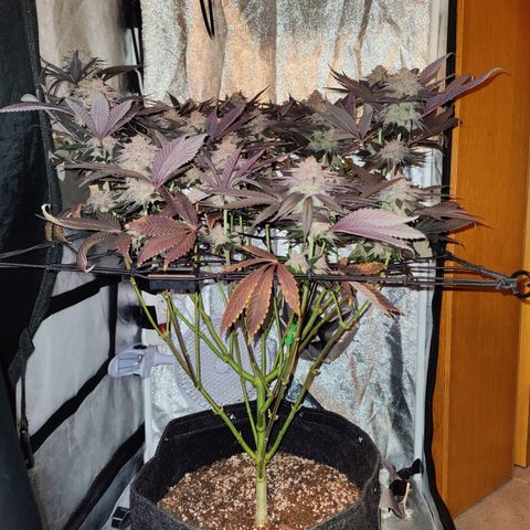 Kleine Queen growlog timeline photo