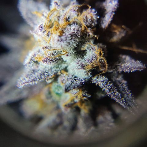 Kleine Queen growlog timeline photo