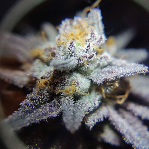 Kleine Queen growlog timeline photo