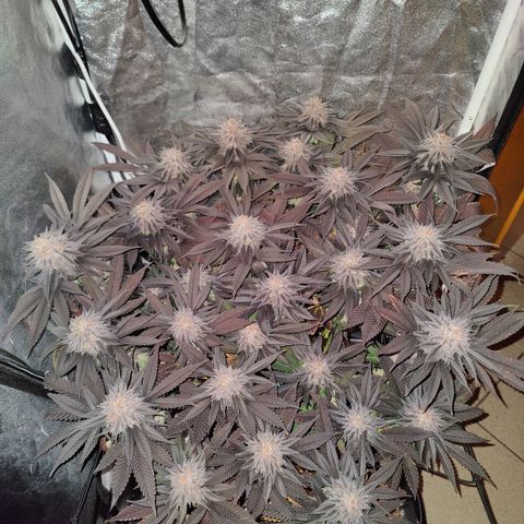 Kleine Queen growlog timeline photo