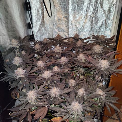 Kleine Queen growlog timeline photo