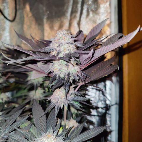 Kleine Queen growlog timeline photo