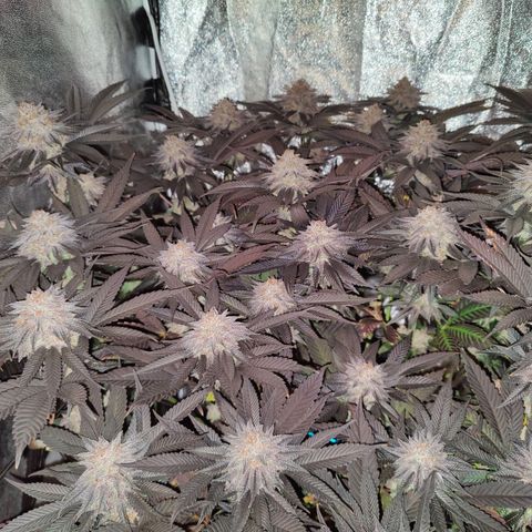 Kleine Queen growlog timeline photo
