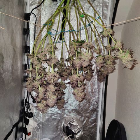 Kleine Queen growlog timeline photo