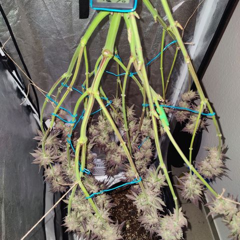 Kleine Queen growlog timeline photo