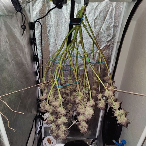 Kleine Queen growlog timeline photo