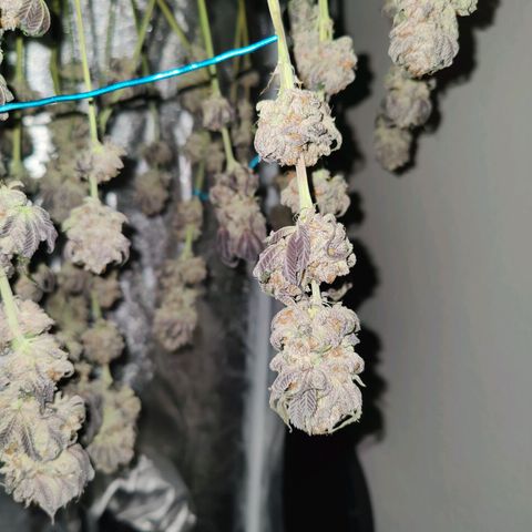 Kleine Queen growlog timeline photo