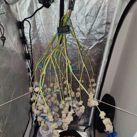 Kleine Queen growlog timeline photo