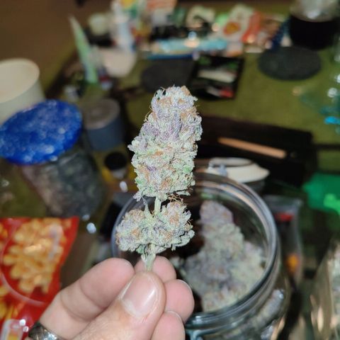 Kleine Queen growlog timeline photo