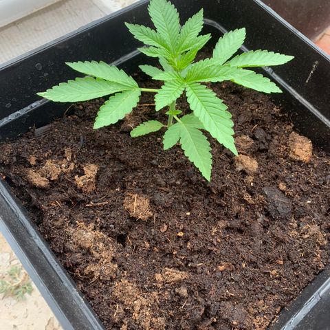 OG Kush growlog timeline photo