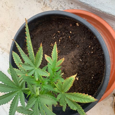 OG Kush growlog timeline photo