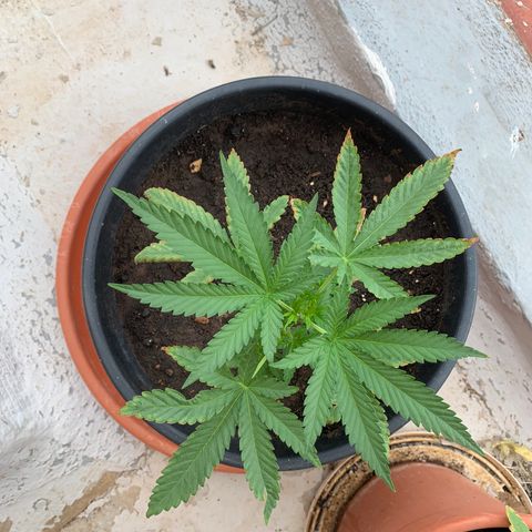 OG Kush growlog timeline photo