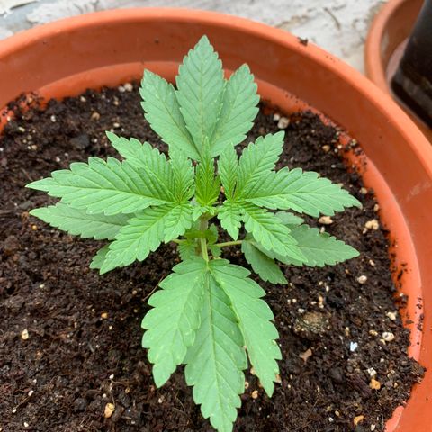OG Kush growlog timeline photo