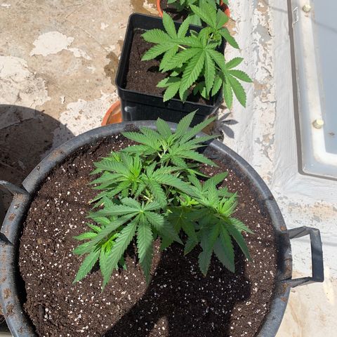 OG Kush growlog timeline photo