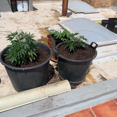 OG Kush growlog timeline photo