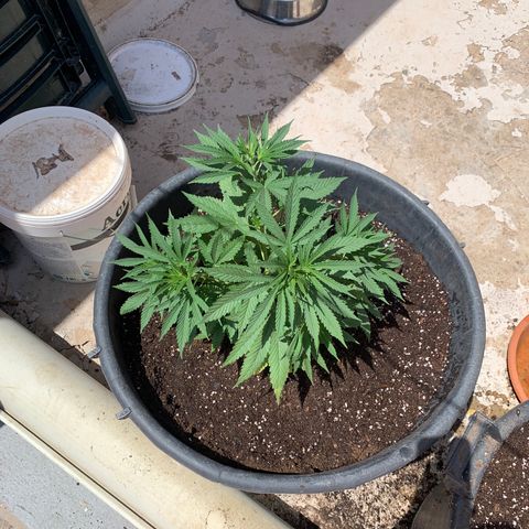 OG Kush growlog timeline photo