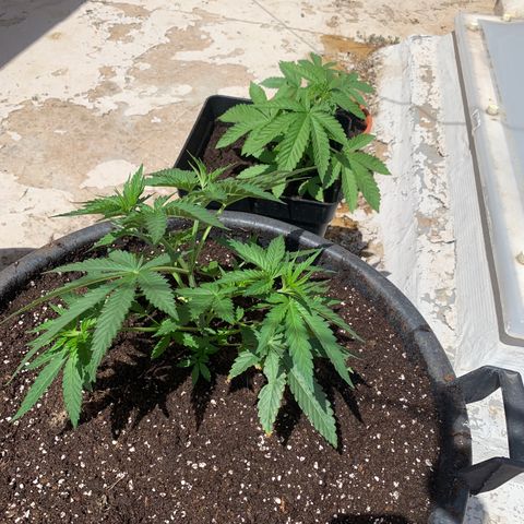 OG Kush growlog timeline photo