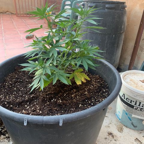 Banana waffels growlog timeline photo