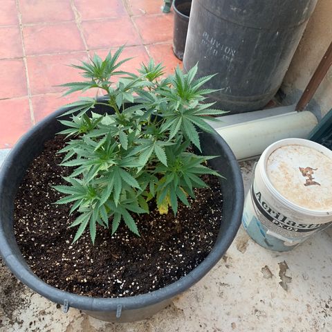 Banana waffels growlog timeline photo