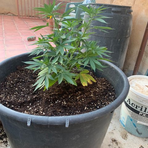 Banana waffels growlog timeline photo