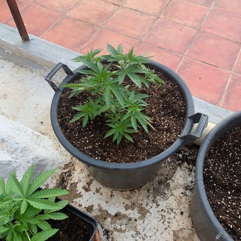 OG Kush growlog photo: Trasplante bien hecho (hecho sabado por la mańana),tambien se esta corrigiendo la sobrefertilizacion de la parte de abajo