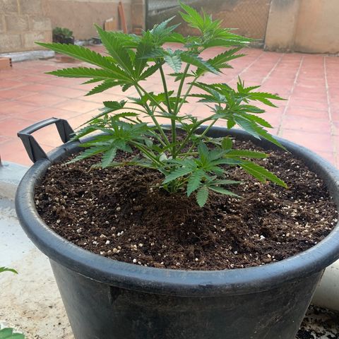 OG Kush growlog photo: Trasplante bien hecho (hecho sabado por la mańana),tambien se esta corrigiendo la sobrefertilizacion de la parte de abajo