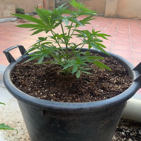 OG Kush growlog photo: Trasplante bien hecho (hecho sabado por la mańana),tambien se esta corrigiendo la sobrefertilizacion de la parte de abajo