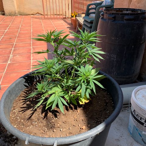 Banana waffels growlog timeline photo