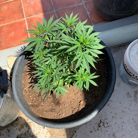 Banana waffels growlog timeline photo