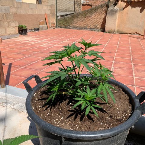 OG Kush growlog timeline photo