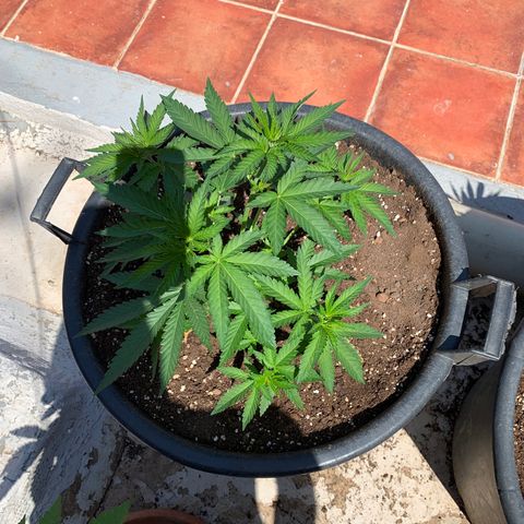 OG Kush growlog timeline photo