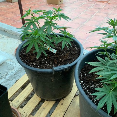 OG Kush growlog timeline photo