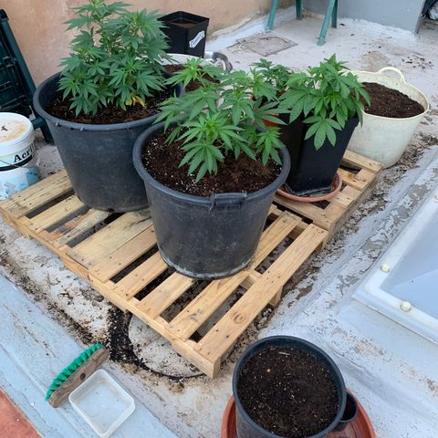 OG Kush growlog timeline photo