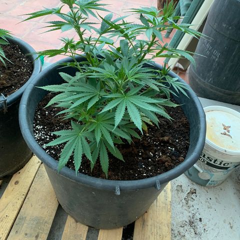 Banana waffels growlog timeline photo