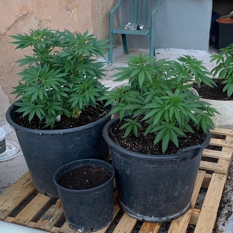 Banana waffels growlog timeline photo
