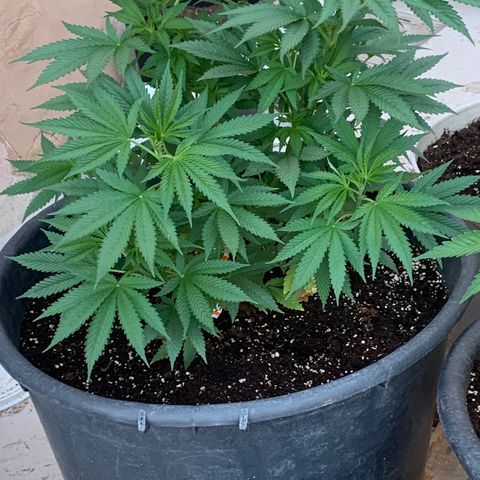 Banana waffels growlog timeline photo