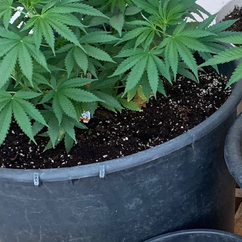 Banana waffels growlog timeline photo