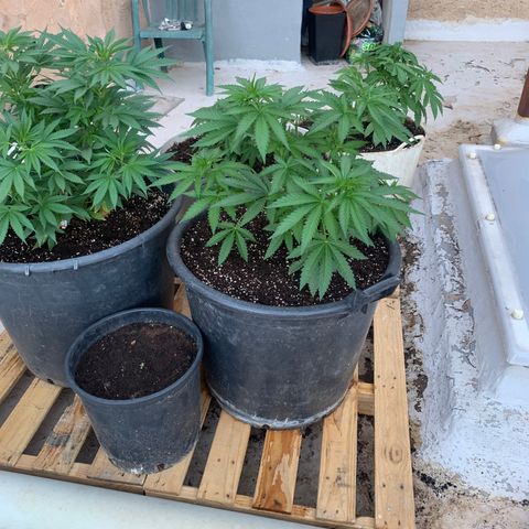 OG Kush growlog timeline photo