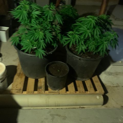 OG Kush growlog timeline photo