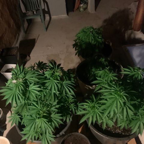 OG Kush growlog timeline photo
