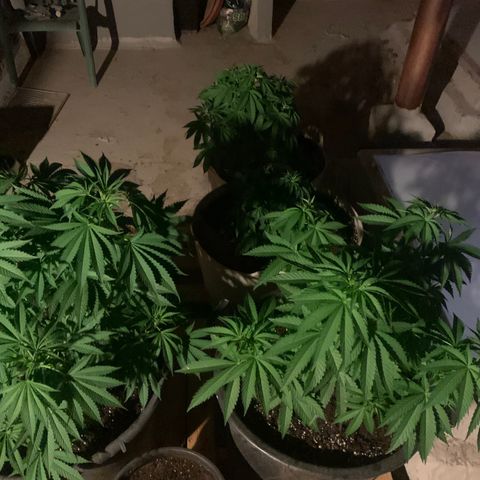 OG Kush growlog timeline photo