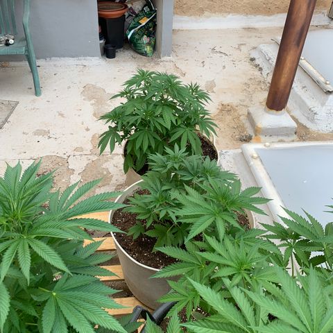 OG Kush growlog timeline photo