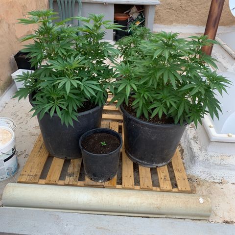 OG Kush growlog timeline photo